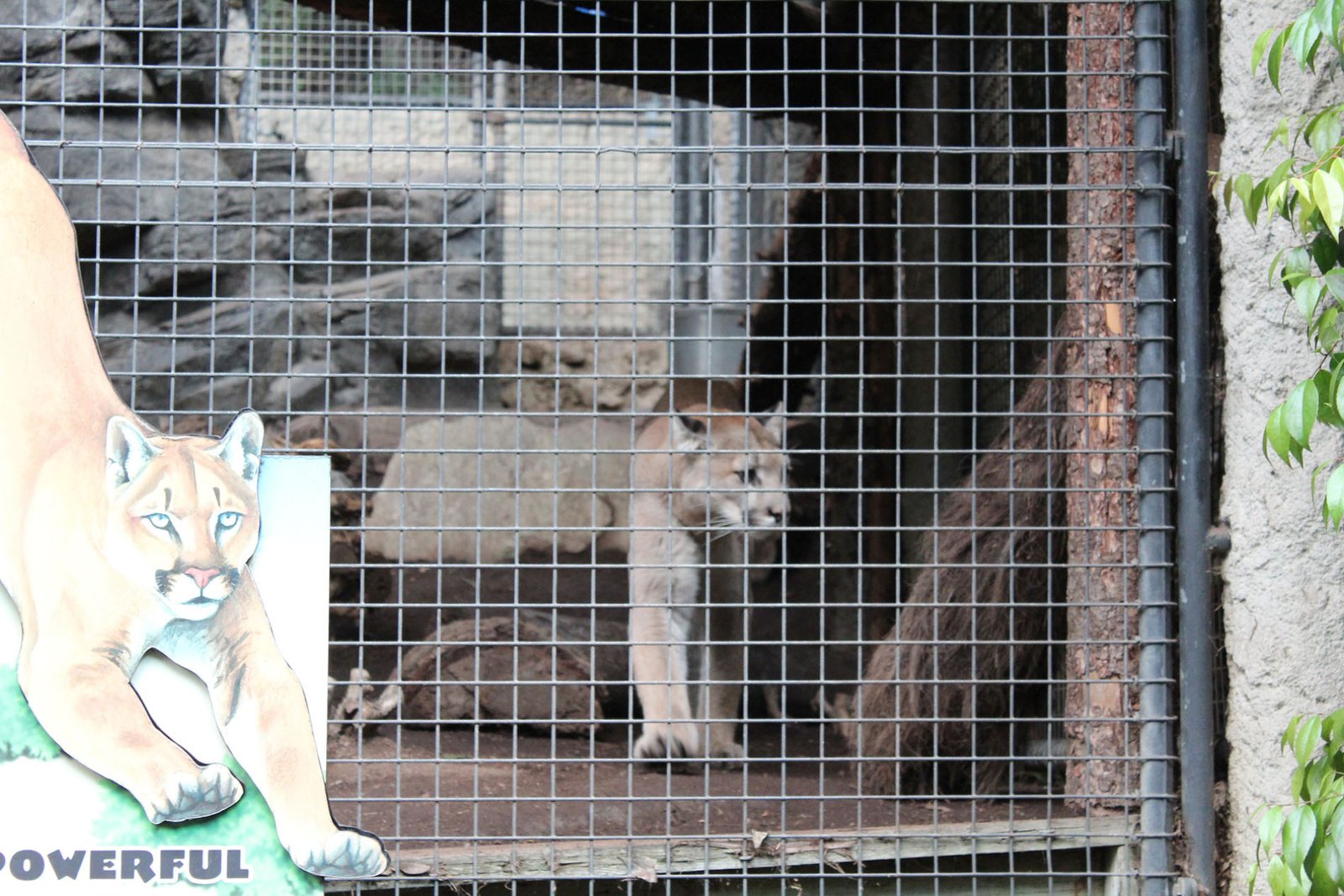 San Diego Zoo Part II 198